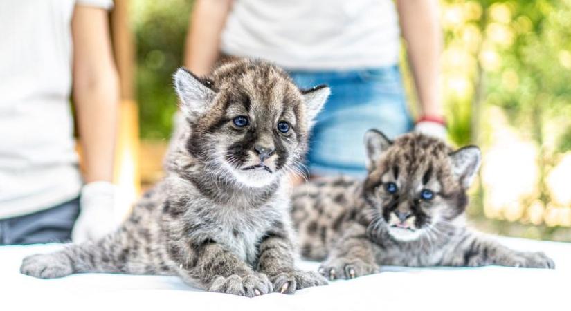 Puma ikerpárral "cukisodott" a Nyíregyházi Állatpark (videó)