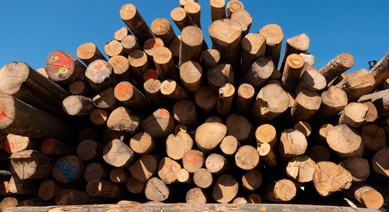 A magánerdők lehetnek a megoldások a tűzifa kérdésben