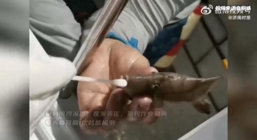 Már a halakat is tesztelik covidra egy kínai városban