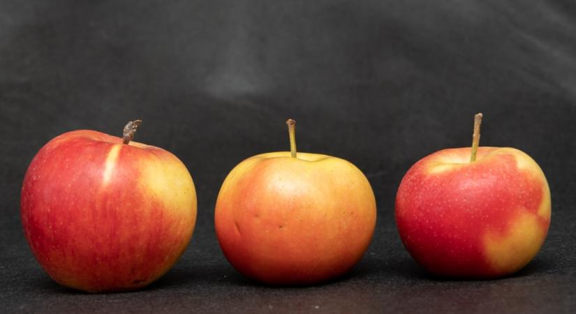 Megtalálod mindhárom almát a képen? 140-es IQ alatt esélyed sincs rá