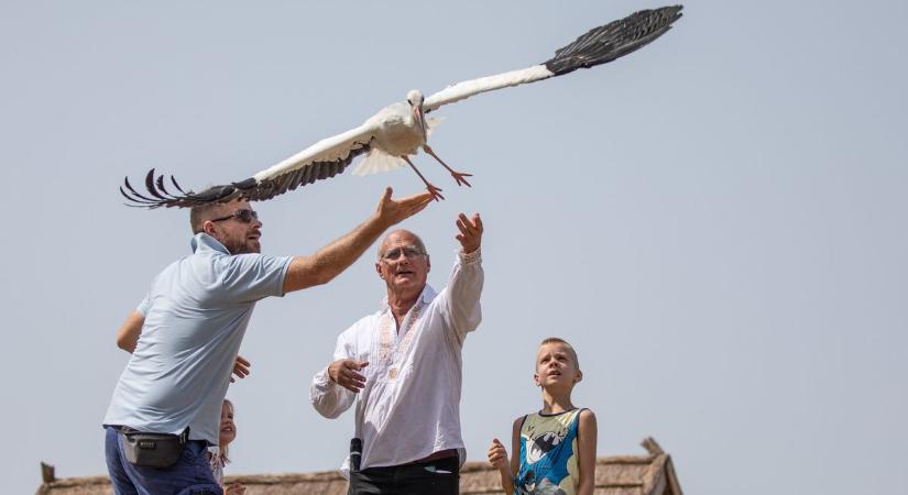 Afrikáig meg sem állnak a Hortobágyon elengedett gólyák