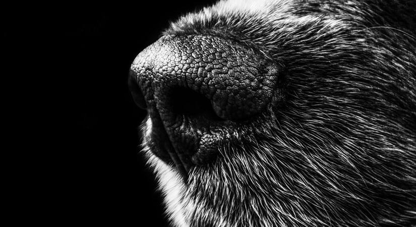 Majomhimlővel fertőzött kutyát találtak Franciaországban