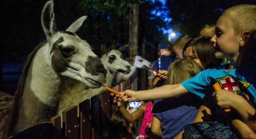 Állatkertek Éjszakája: 10 helyszínen várják különleges esti programokkal a látogatókat