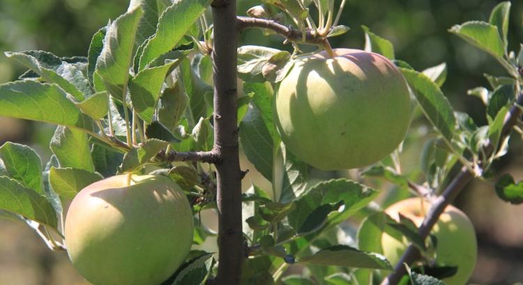 Megint rossz évet fognak zárni a hazai almatermelők