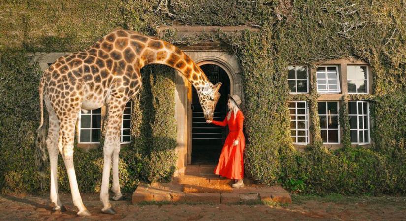 Ezt imádni fogod! Íme egy szálloda, ahol zsiráfok fújják az ébresztőt - elképesztő fotók