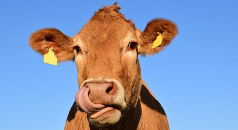 A vegán tejek jóval kevésbé terhelik a környezet mint a tehéntej