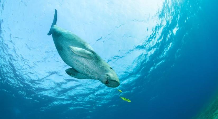 Kihalt Kínában a szelíd tengeri emlős