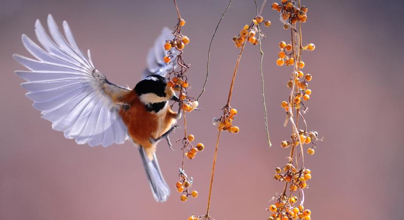 A fenntartható gazdálkodás csodafegyverei: a madarak