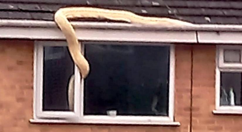 Hatméteres piton próbált bekúszni egy ház ablakán Angliában