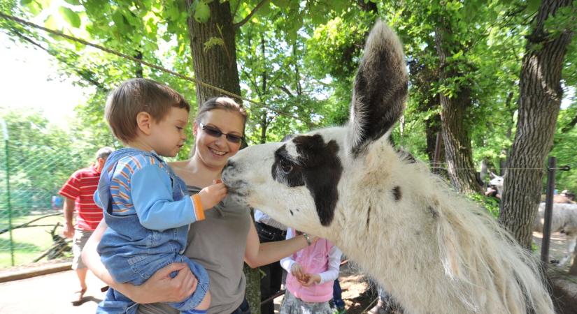Szombati programajánló