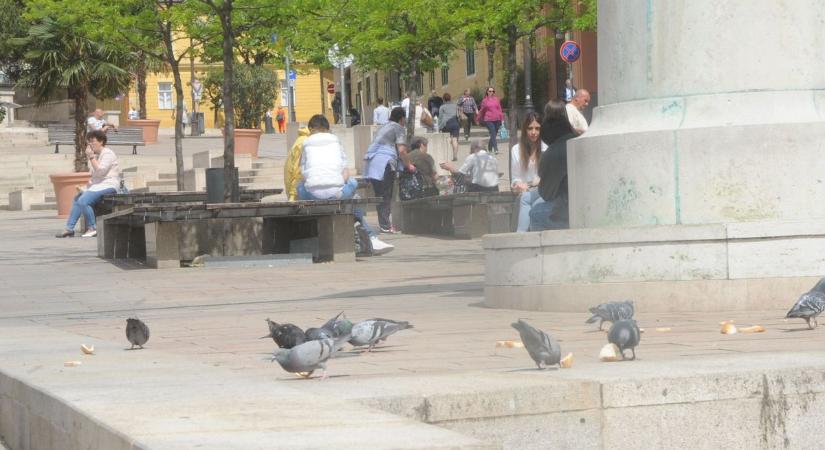 Miért lettek a madarak városlakók?! - mérgelődik olvasónk