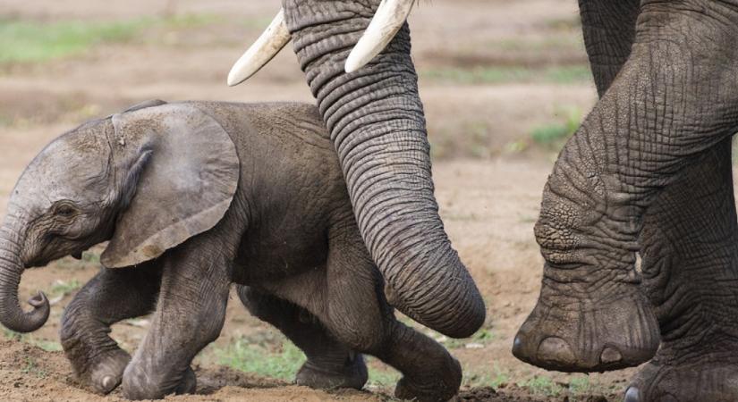 Elbűvölő fotók: afrikai elefánt született a Nyíregyházi Állatparkban