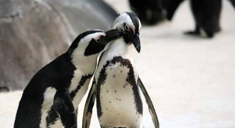 Nem sűrűn fordul elő ilyen a világon: hatalmas segítséget kapott egy pingvin