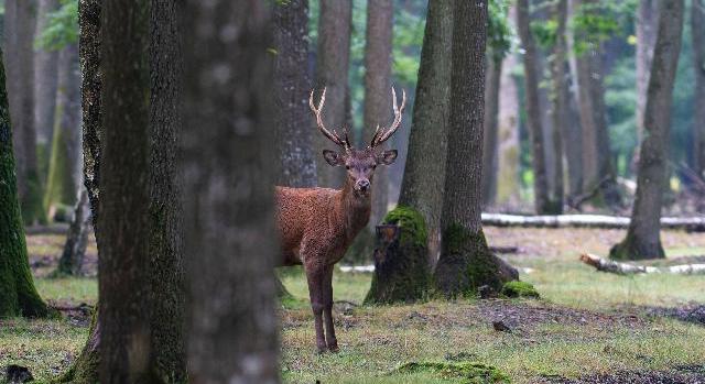 Elkezdődött a vadászidény – Erdőlátogatási korlátozásokat vezetnek be