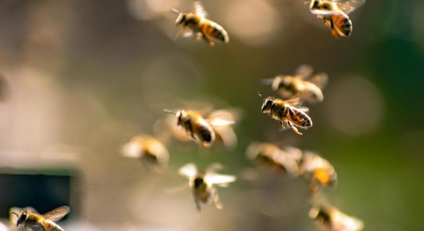 Húszezer méh csípte meg, harmincat le is nyelt egy amerikai férfi