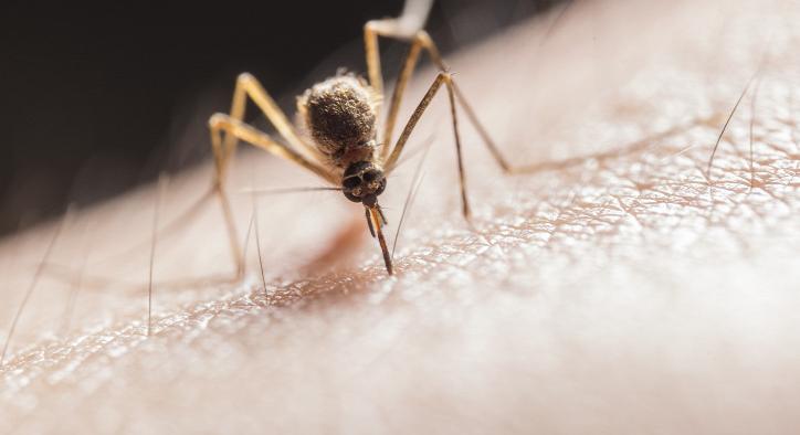 Családi nyaraláson csípte meg egy szúnyog a 9 éves kisfiút: néhány nappal később elhunyt