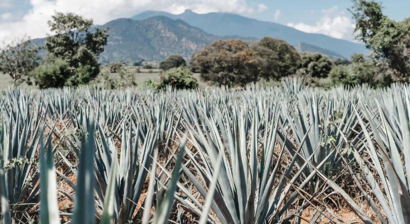 Tequila: a mexikóiak kedvenc itala