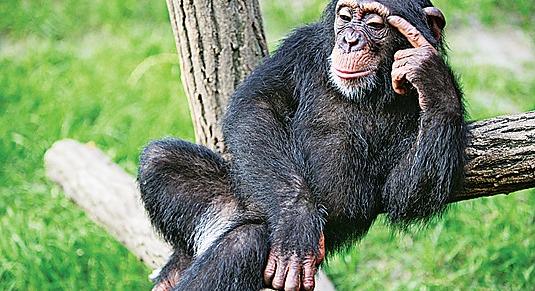 Meglógott a harkivi állatkert csimpánza (video)