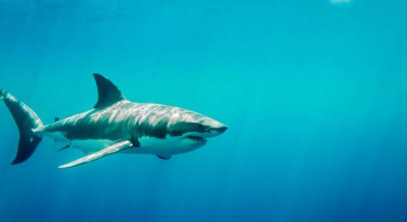 Újabb szörnyű cápatámadás történt, ismét népszerű búvárhelyszínen