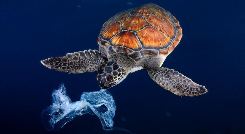 Több mint 1,1 millió tengeri teknőst öltek meg illegálisan az elmúlt 30 évben