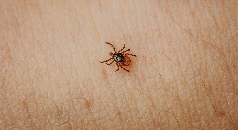 Ezek a Lyme kór tünetei: tudd meg, mik a Lyme kór fázisai, hogyan történik a Lyme kór kezelése!