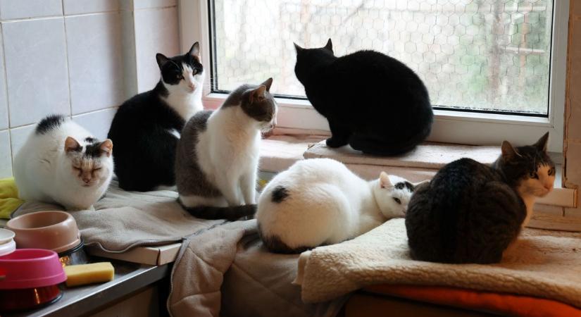Több tucat macskát tart elviselhetetlen körülmények között egy pécsi nő a lakásában