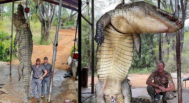 Több napig üldözte a vadász a hatalmas 500 kilós krokodilt