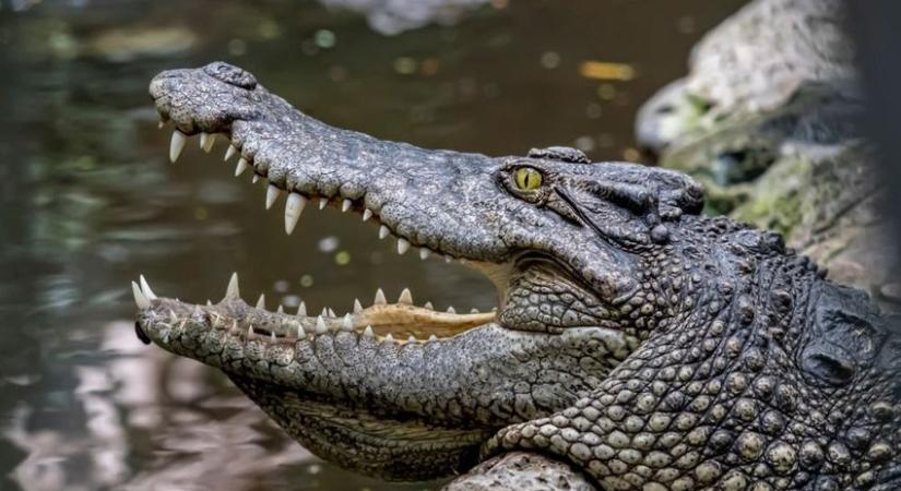 Levadászták az 500 kilós krokodilt