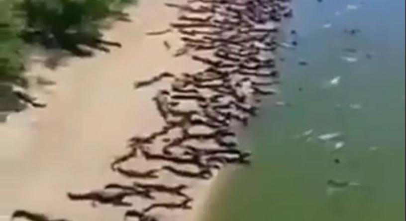 Több száz krokodil foglalt el egy partot Brazíliában - videó