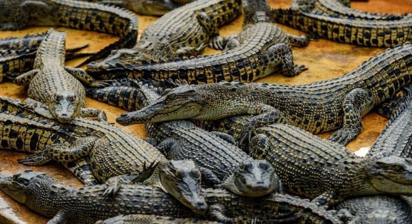 Több száz krokodil foglalt el egy brazíliai partot (videó)