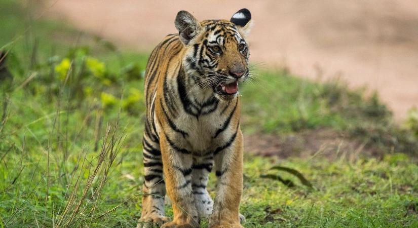 Tigrishez riasztották a hatóságot: aligátort, drogot, fegyvereket és pénzt is találtak, csak tigrist nem