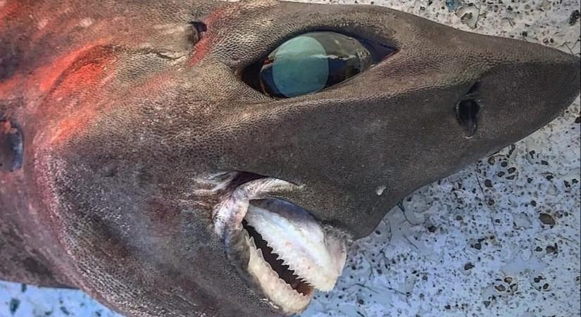 Vérfagyasztó kinézetű, ismeretlen cápára bukkanhattak