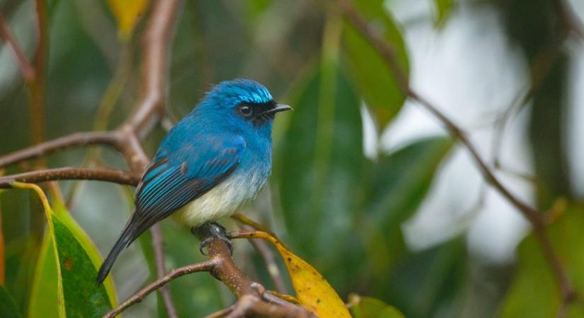 A színes madarakat jobban fenyegeti a kihalás veszélye