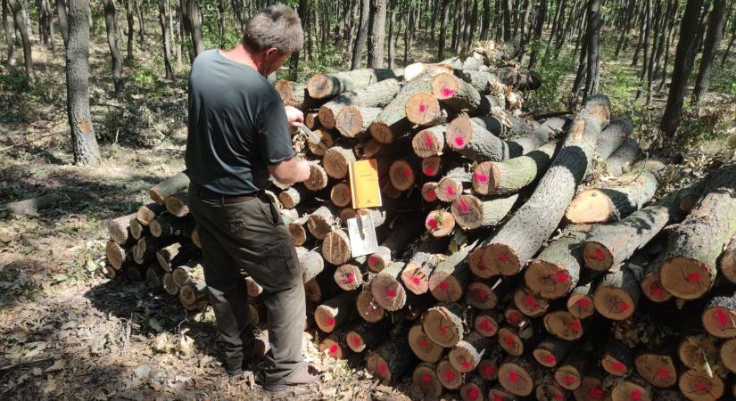 Tíz helyen rendelhető hatósági áras tűzifa Komárom-Esztergom, mondjuk hol és mennyiért