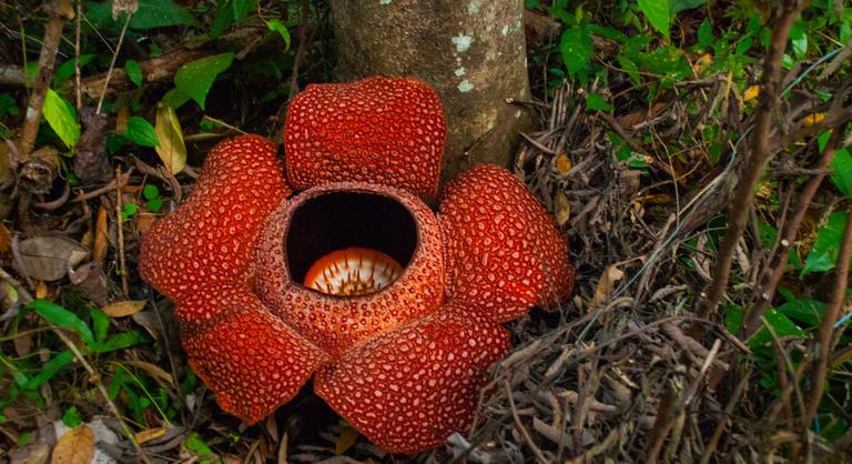 Kinyílt a Föld legnagyobb és legbüdösebb virága – az élőhelyén kívül először