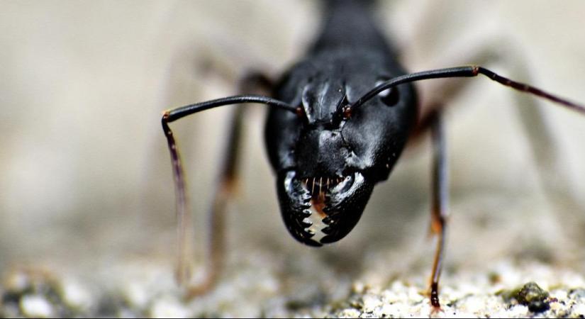 Döbbenetes szám: ennyi hangya élhet a Földön