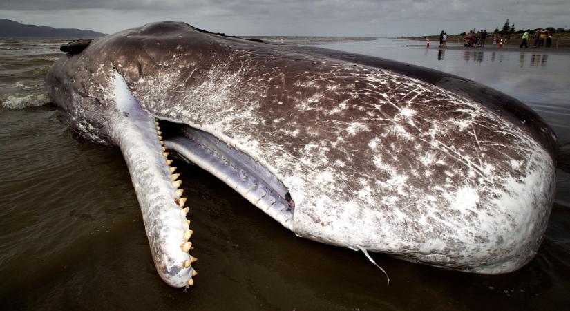 Tömeges bálnapusztulás Ausztrália partjainál