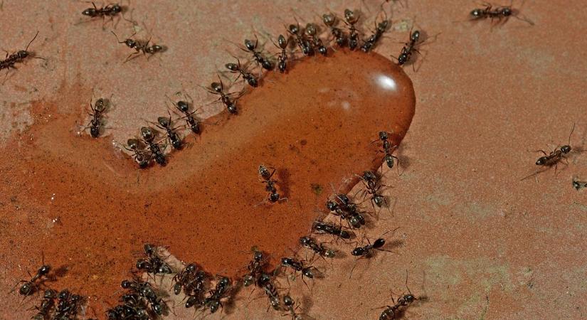 Összesen 20 000 000 000 000 000 hangya élhet a Földön