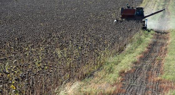 Sokkal több lehet a korábban vártnál az idei ukrán gabonatermés