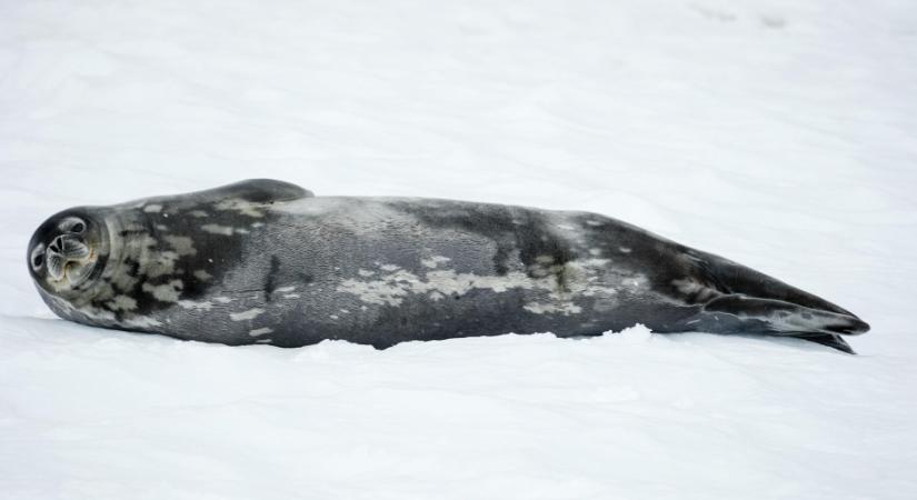 Műholdfelvételekkel mérték fel az Antarktiszon élő Weddell-fókák állományát
