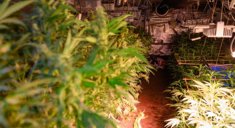 Lakóház pincéjében termesztették a drogot - videó