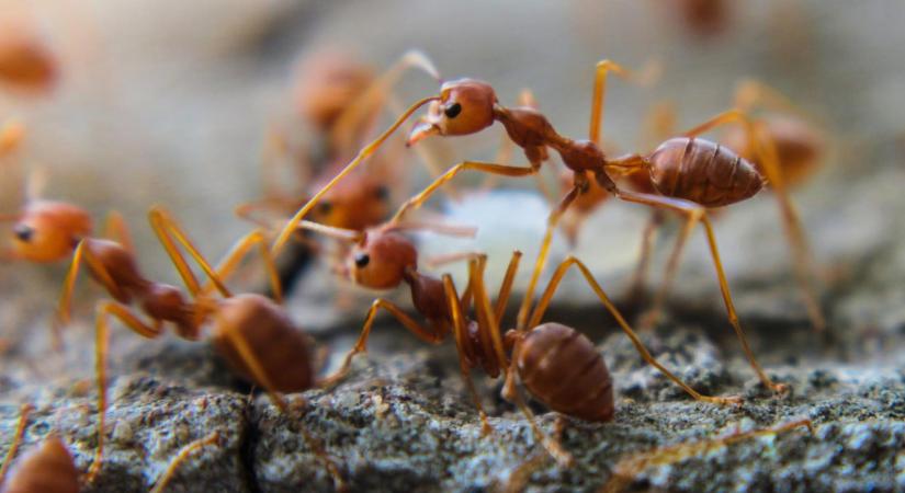 Egy új kutatás szerint 20 kvadrillió hangya él a bolygón