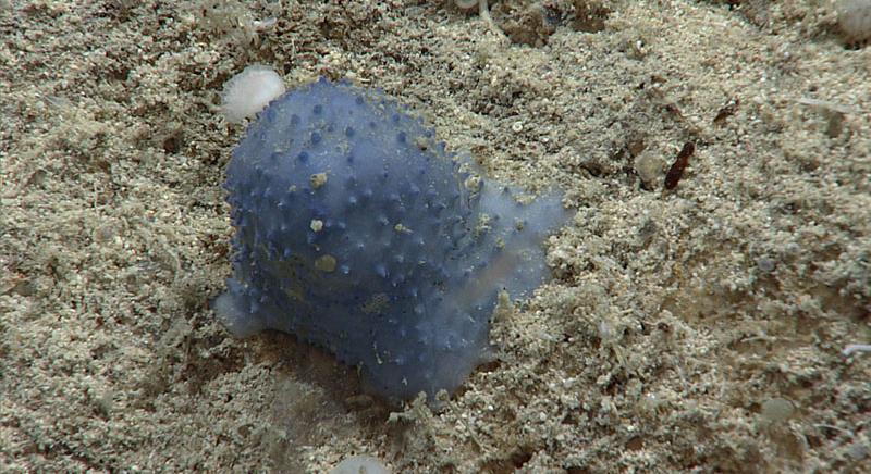 A kutatók sem értik, mi ez a rejtélyes kék trutyi, amit a NOAA expedíciója talált a Karib-tenger mélyén