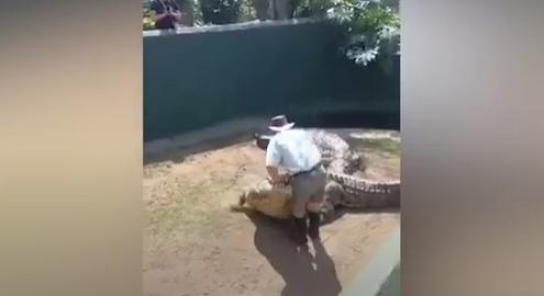 Turisták előtt harapott meg egy műsorvezetőt egy krokodil - videó
