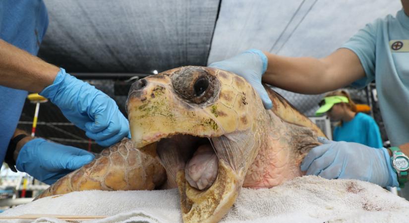 A tengeri állatfajok egyre északabbra tolják egymást, a teknősök pusztulnak