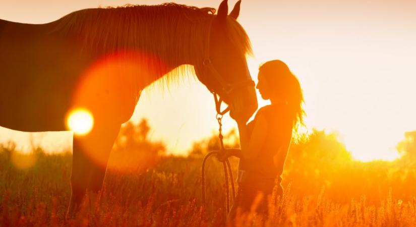 A lovak lehetnek a legjobb pszichológusaink