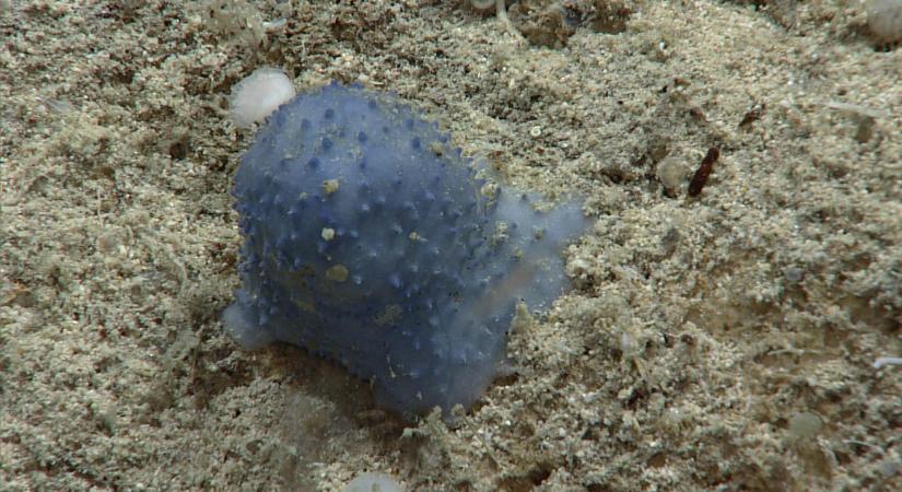 Egyelőre a kutatók sem tudják, hogy mi lehet a rejtélyes kék trutyi a tengerfenéken