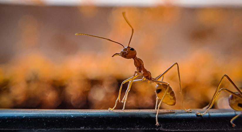 Döbbenetes: Húszezer milliárd hangya élhet a Földön
