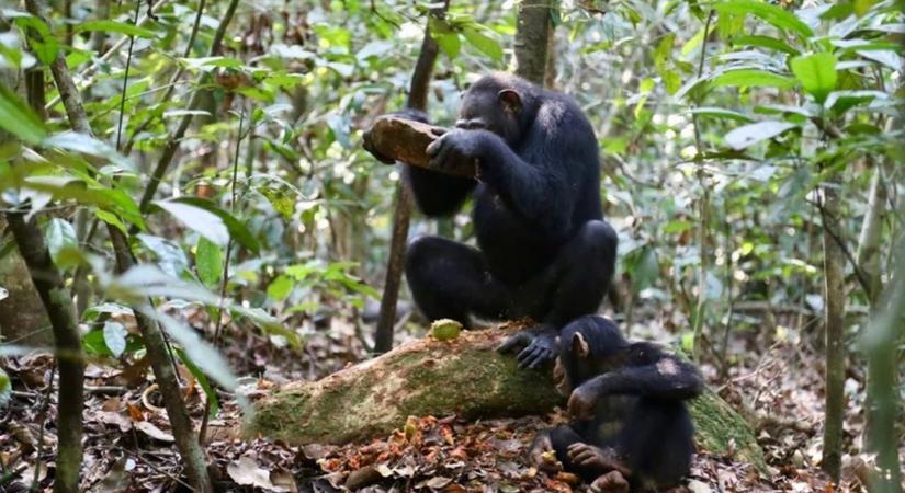 Diótörő csimpánzok különféle eszközökkel