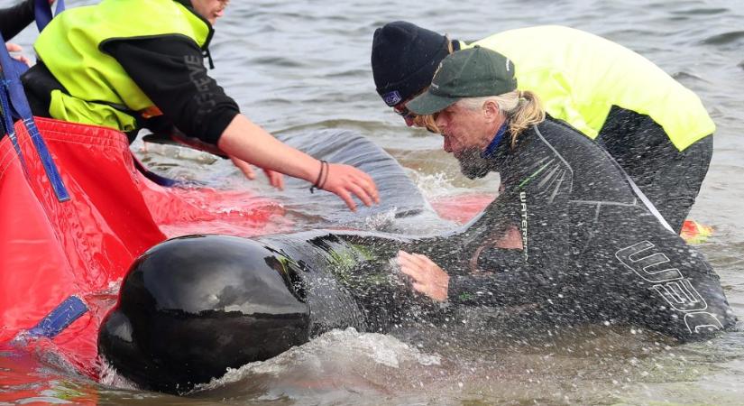 200 delfin pusztult el Ausztrália partjainál